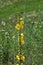 It blooms in the wild mullein Verbascum