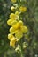 It blooms in the wild mullein Verbascum