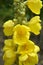 It blooms in the wild mullein Verbascum