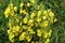 It blooms in the wild mullein Verbascum