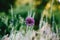 Bloomy Allium violet flower closeup. Blurred background