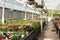 Bloomy flowers in greenhouse