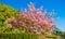 Bloomy magnolia tree with pink flowers in the garden