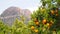 Bloomy orange tree and a mountain in Valencia, Spain