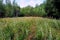 Bloooming meadow in Romintcka forest, Kalinigrad region, Russia