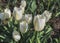 Bloosom white tulip flowers in a garden bed