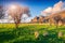 Bloosoming almond garden on the cape San Vito