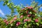 Bloosoming pink flowers of hawthorn tree