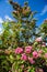 Bloosoming pink flowers of hawthorn tree