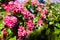 Bloosoming pink flowers of hawthorn tree