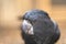 blose up Red tailed black cockatoo perched in a gum tree in outback Australia. Native Australian birds in a tree in a national