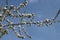 blosom flowers on apple tree in Buckley Washington USA