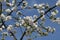 blosom flowers on apple tree in Buckley Washington USA