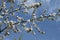 blosom flowers on apple tree in Buckley Washington USA