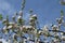 blosom flowers on apple tree in Buckley Washington USA