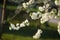 Blosom flowers on tree