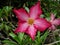 Blossming red tropic flower in the garden