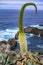 Blossom of agava plant in Charco del Viento natural pool in black lava rocks on Tenerife, Canary islands, Spain
