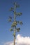 Blossom of agave and a blue sky