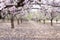 Blossom almond trees in spring orchard Background