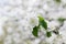 Blossom apple branch, spring flowers in garden