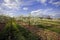 Blossom apple orchards