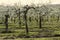 Blossom apple orchards