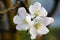 Blossom apple tree