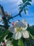 blossom apple tree background With shallow depth of field and space for text