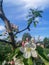 blossom apple tree background With shallow depth of field and space for text