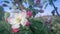 blossom apple tree background With shallow depth of field and space for text