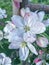 blossom apple tree background With shallow depth of field and space for text