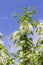 Blossom apple tree, farm rural flowering orchard, white flowers on an apple tree branch, vertical