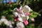 Blossom on apple tree, flowers open