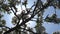 Blossom apple tree flowers springtime sun haze