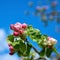 Blossom on apple tree in spring