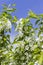 Blossom apple tree, spring flowering orchard, white flowers of an apple tree on a branch with green leaves