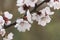 Blossom apricot tree branch