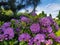 Blossom of bigger bush violet Rhododendron against the blue sky and pine in the botanical garden in the sunny day. Beautiful backg