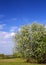 Blossom bird cherry tree