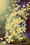 Blossom bird cherry tree flowers - vintage retro style