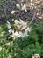 Blossom of the Blackthorn prunus Spinosa plant at Park Hitland in the Netherlands