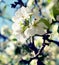 Blossom blooming on trees in springtime. Wild pear tree flowers blooming