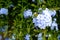 Blossom blue flowers with other flowers background