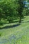 Blossom Bluebonnet in rural landscape of Texas countryside