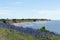 Blossom Blueweed flowers by a bay of the Baltic Sea