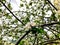 Blossom branch close-up. Spring weather, flowering trees near the bilding. Beautiful blossom tree. Spring flowers.