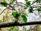 Blossom branch close-up. Spring weather, flowering trees near the bilding. Beautiful blossom tree. Spring flowers.