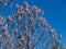 Blossom branches with bells flowers of Paulownia tomentosa tree against blue sky in public landscape city park Krasnodar