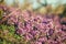 Blossom Breckland Wild Thyme Close Up